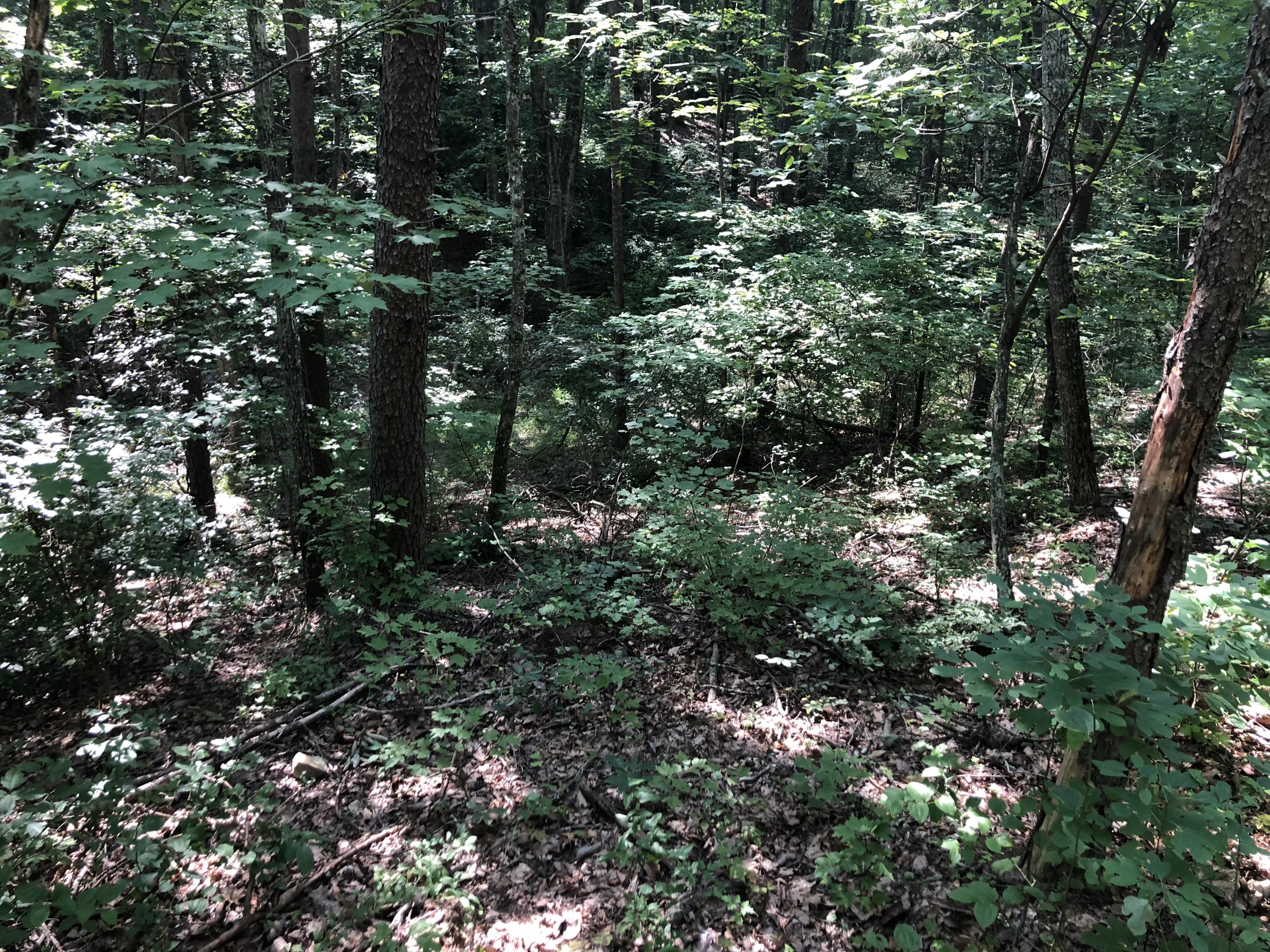 0 Kline Cove Road Trenton, GA 30752 - Photo 20 of 24 IMG_2344