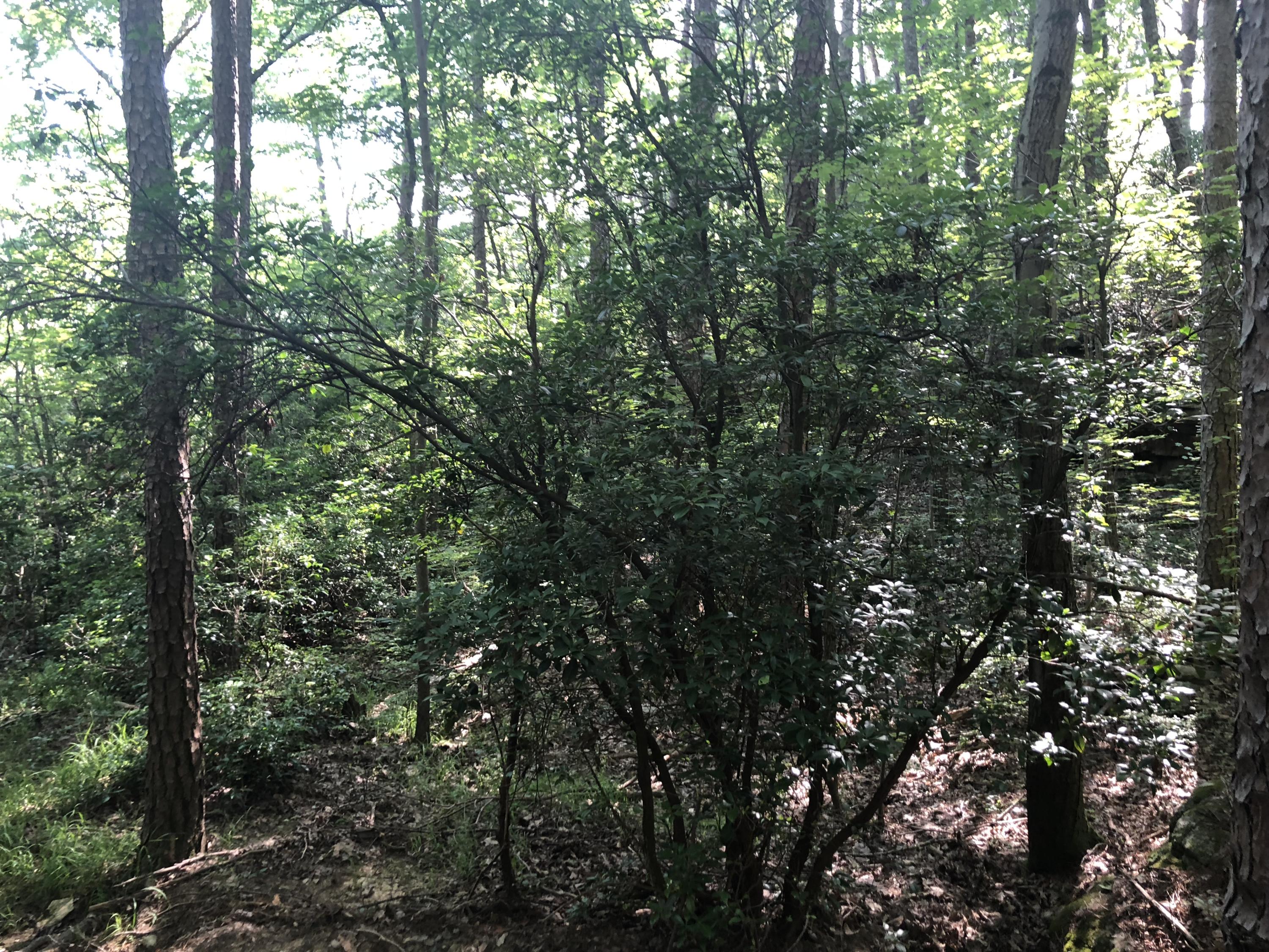 0 Kline Cove Road Trenton, GA 30752 - Photo 22 of 24 IMG_2346