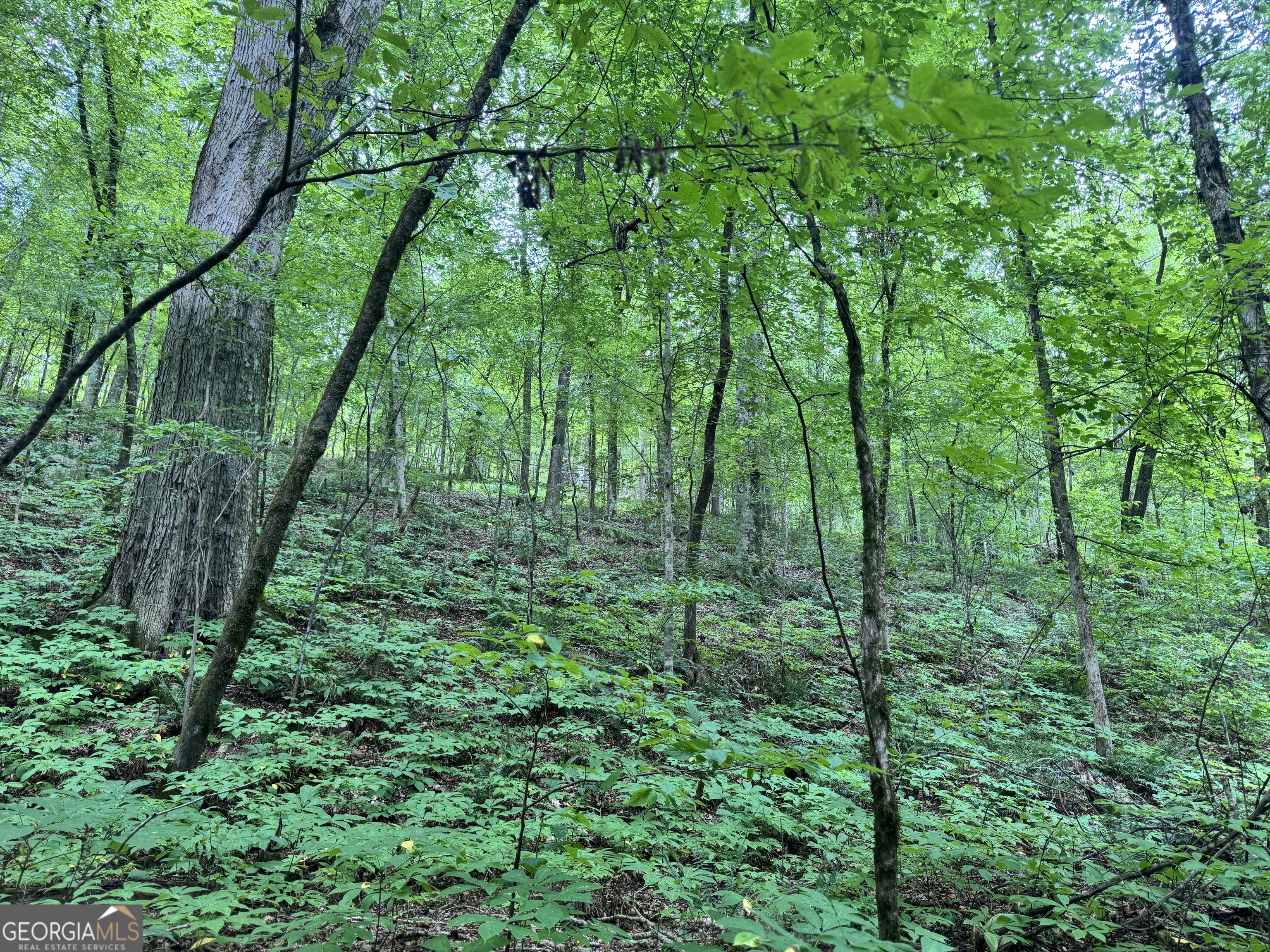 180.14-ac Johnson Mill Road Hamilton, GA 31811 - Photo 4 of 13 a view of a yard