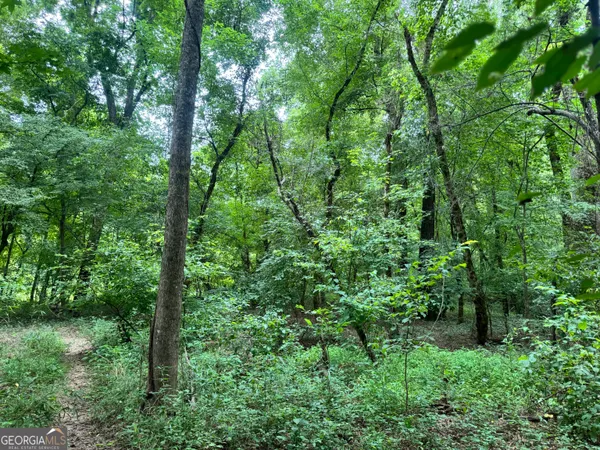 a view of a lush green forest
