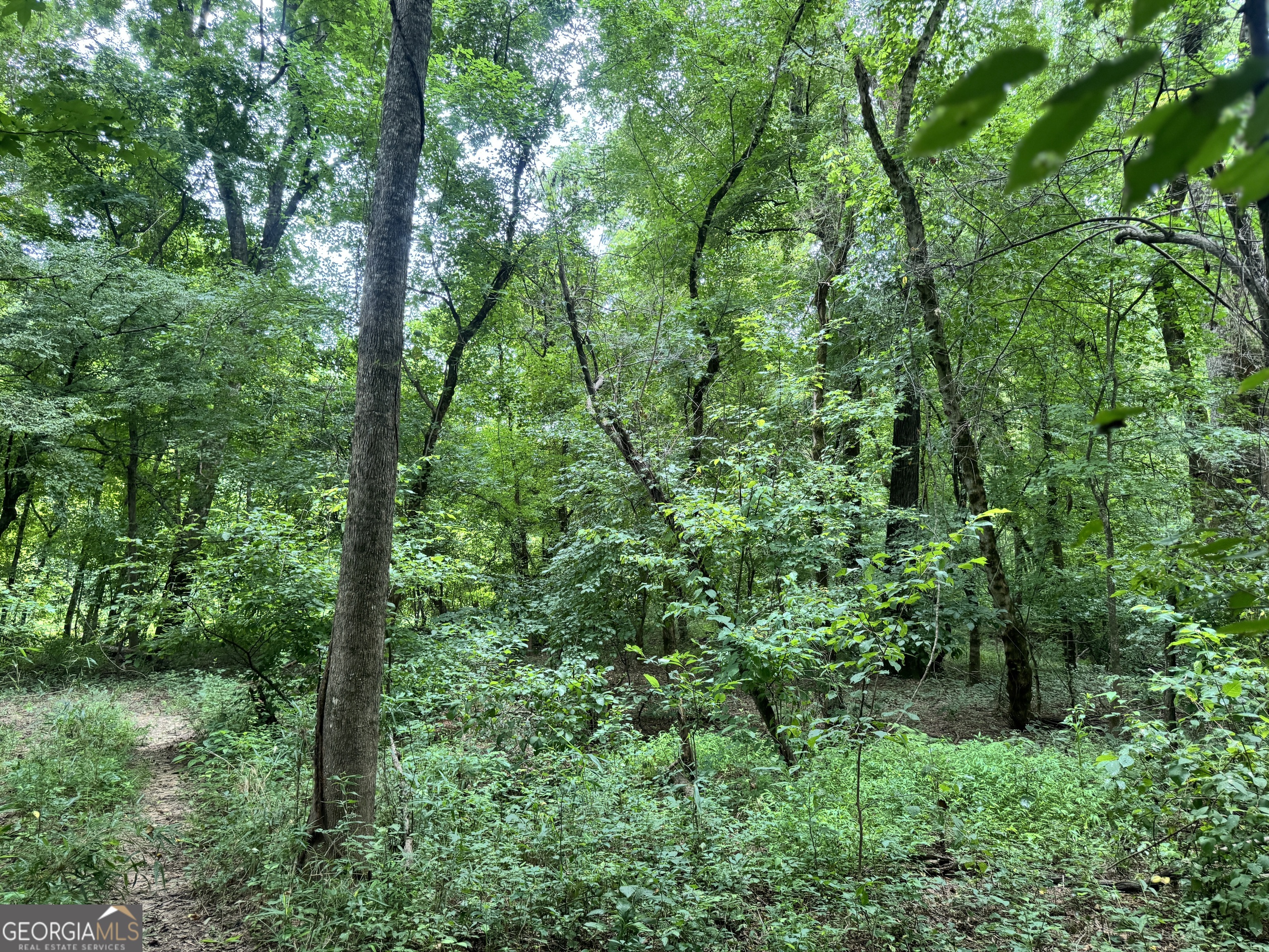 180.14-ac Johnson Mill Road Hamilton, GA 31811 - Photo 9 of 13 a view of a lush green forest