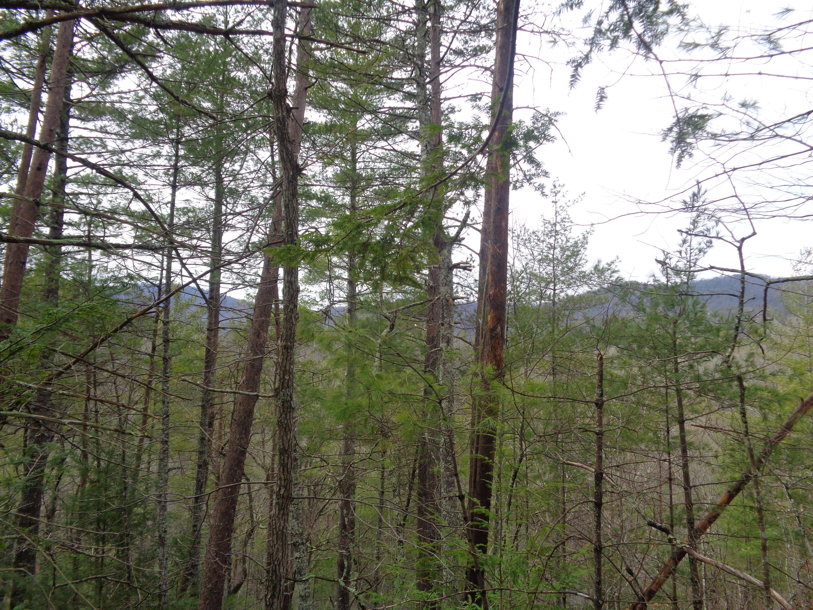 Ace Gap Road Townsend, TN 37882 - Photo 1 of 6 Mountain Views