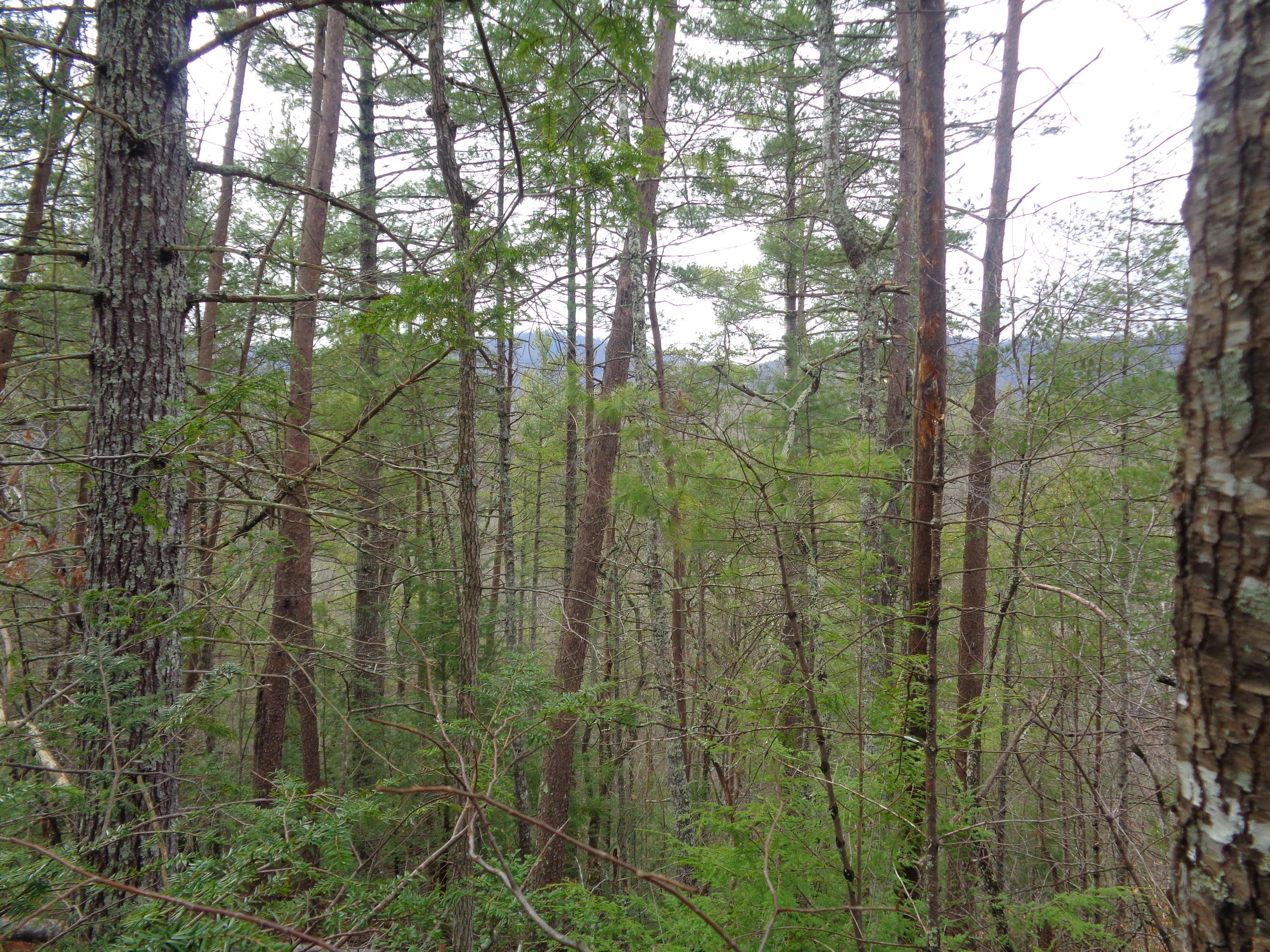 Ace Gap Road Townsend, TN 37882 - Photo 3 of 6 Wooded