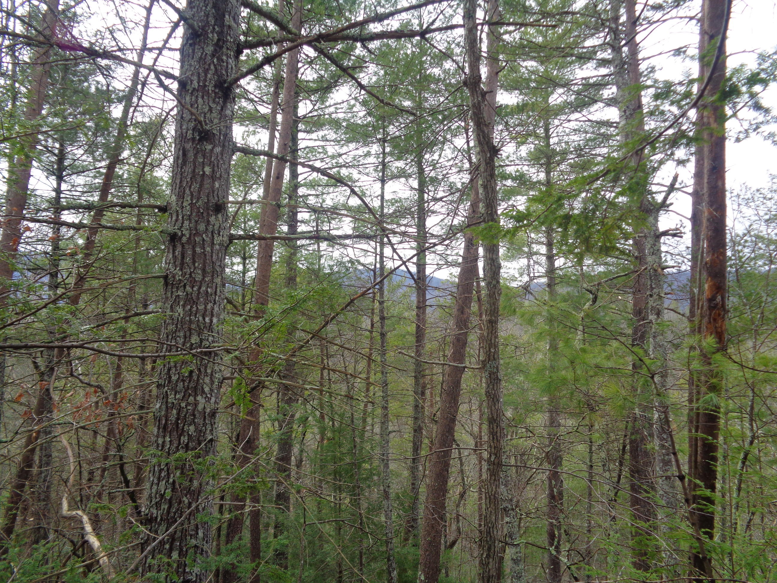Ace Gap Road Townsend, TN 37882 - Photo 4 of 6 Ace Gap Rd Lot 12