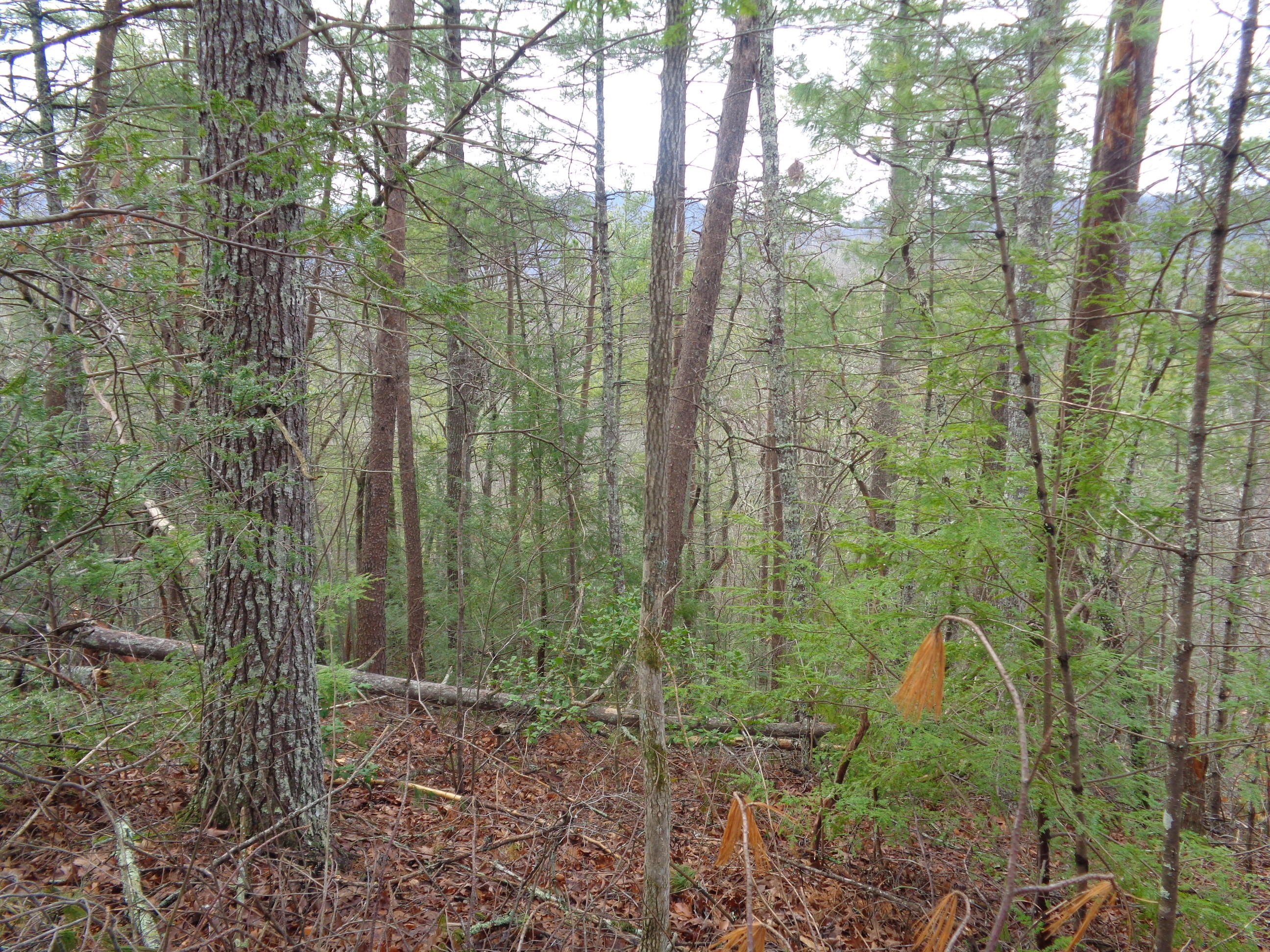 Ace Gap Road Townsend, TN 37882 - Photo 5 of 6 Green Ace Gap Rd Lot 12