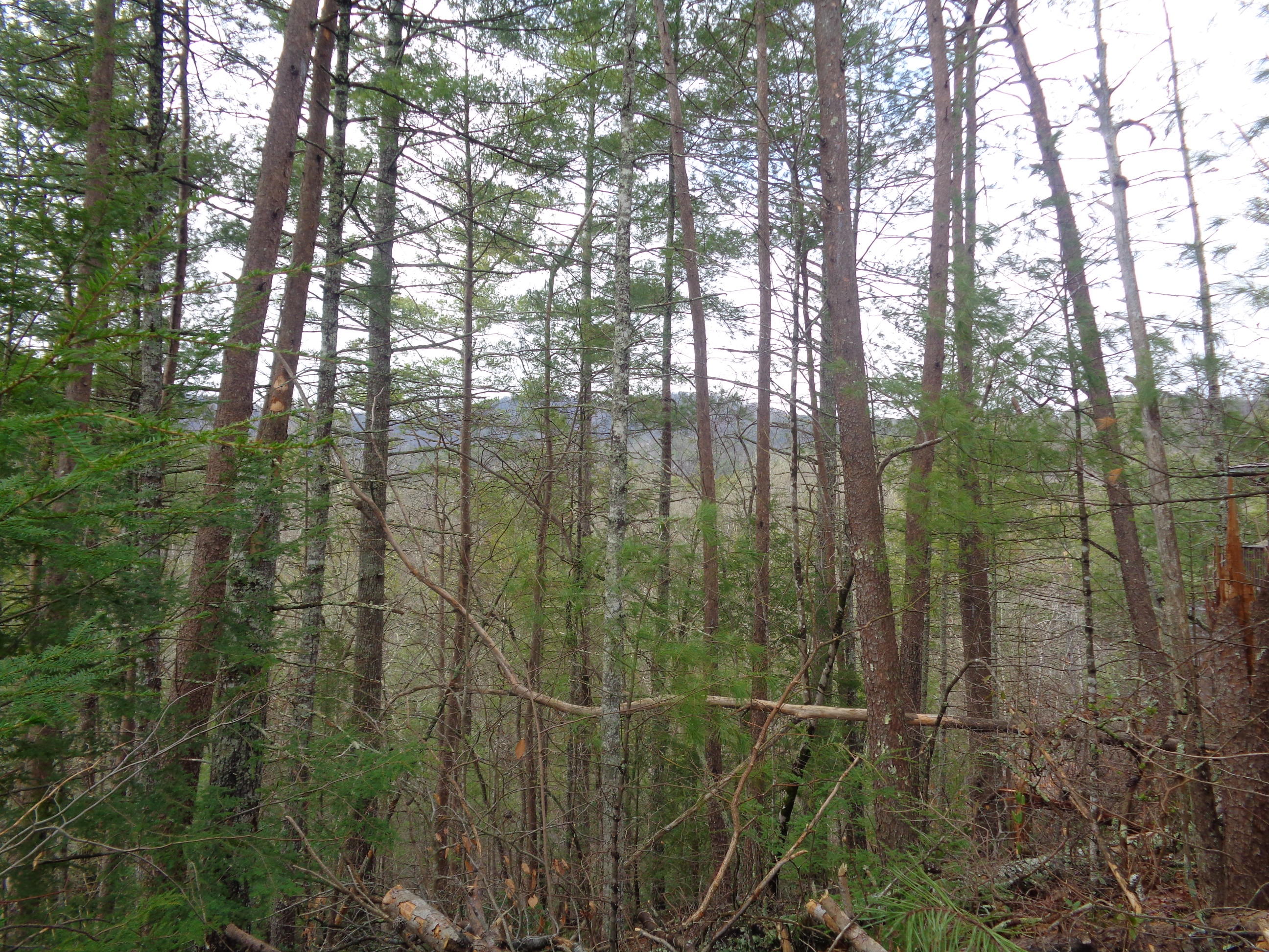 Ace Gap Road Townsend, TN 37882 - Photo 6 of 6 Green Ace Gap Rd Lot 12
