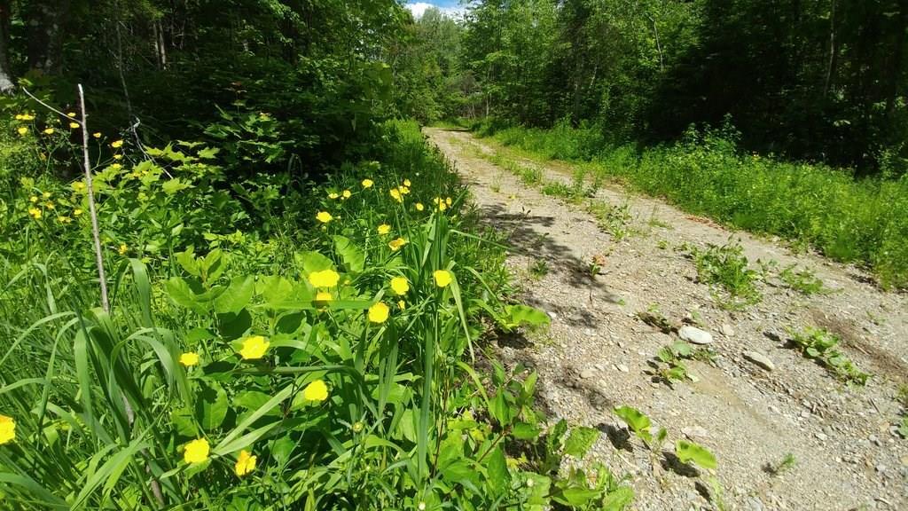 Off Jackins Settlement Road Orient, ME 04471 - Photo 13 of 25 Photo