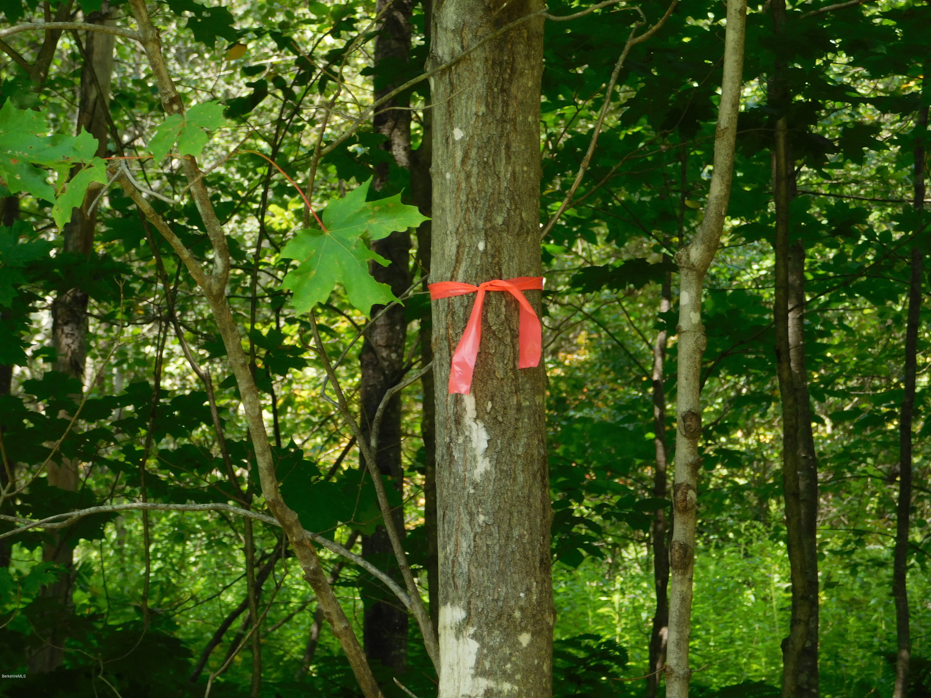 0 Brier Road Savoy, MA 01256 - Photo 1 of 5 a view of a garden