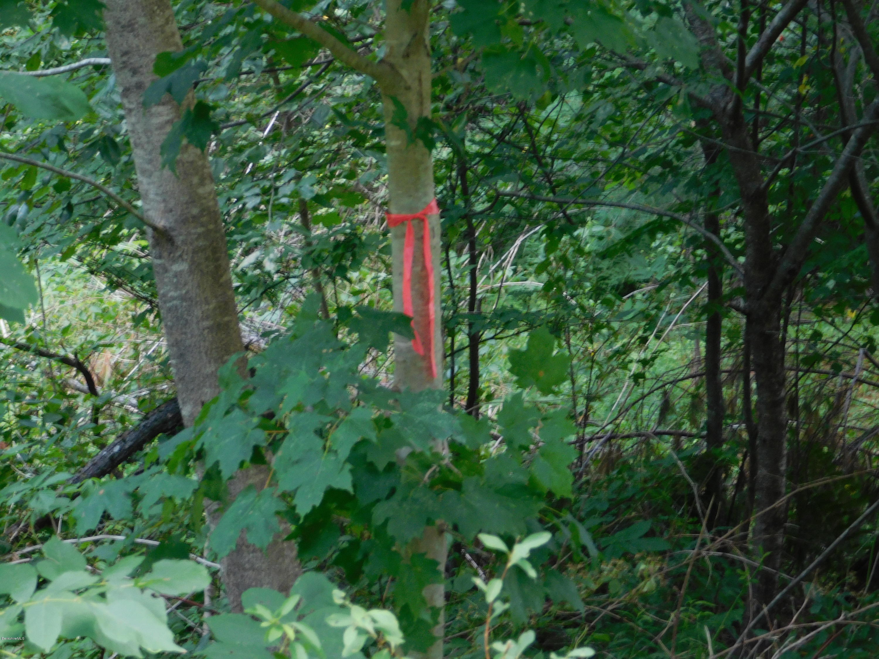 0 Brier Road Savoy, MA 01256 - Photo 3 of 5 a backyard of a house with lots of trees