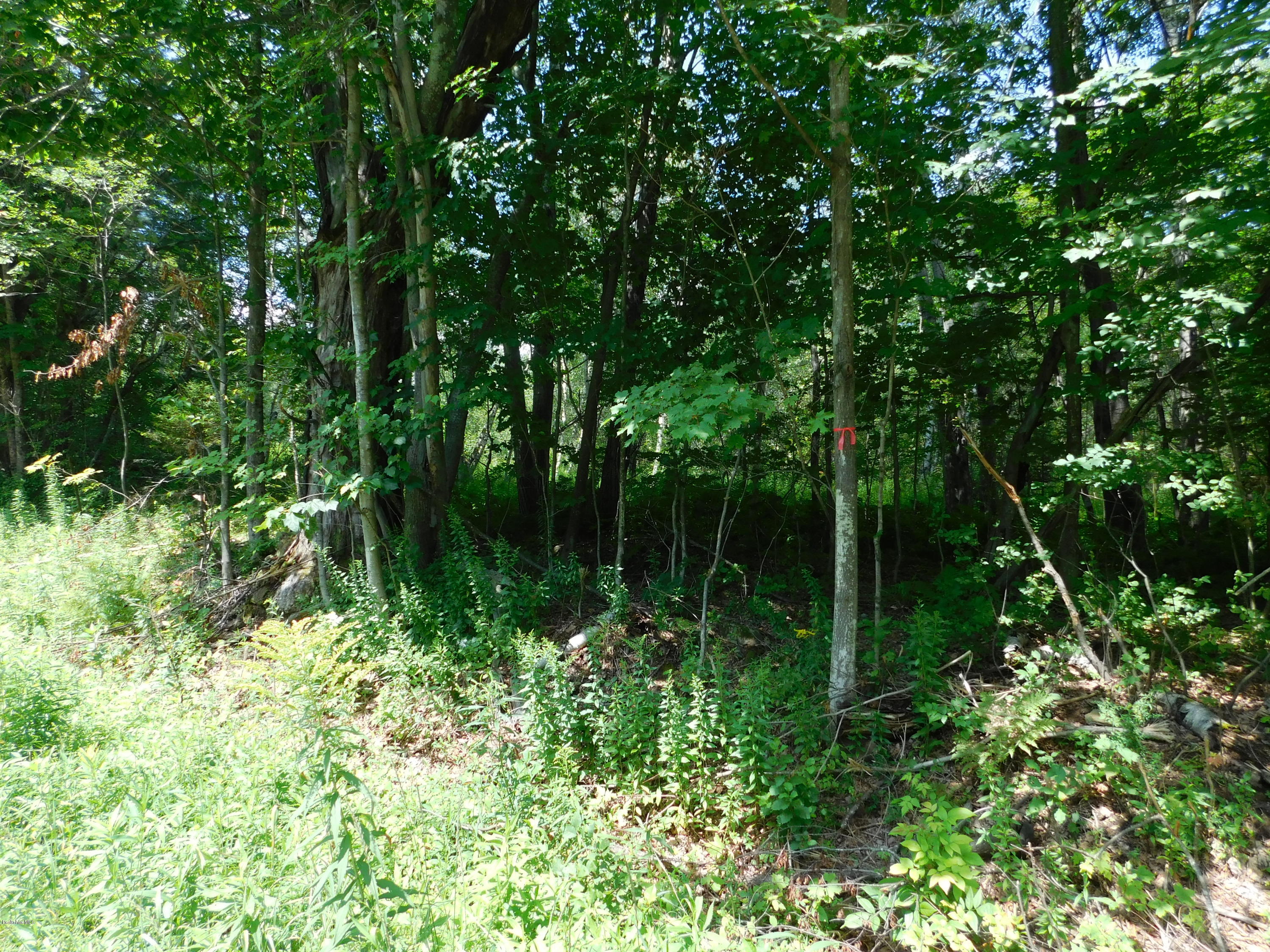 0 Brier Road Savoy, MA 01256 - Photo 4 of 5 a view of a garden