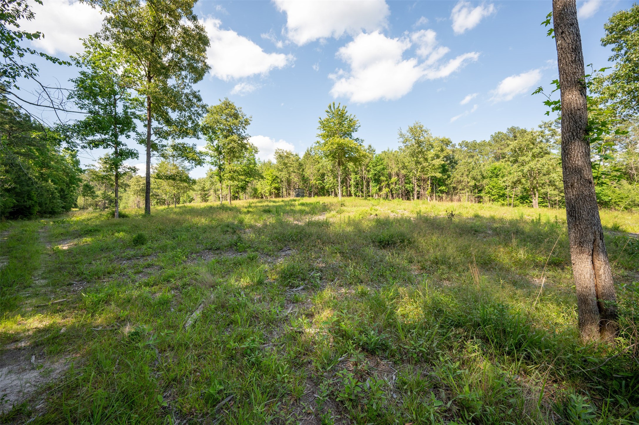 1068 County Road 3200 Colmesneil, TX 75938 - Photo 11 of 43 a view of a big yard with large trees