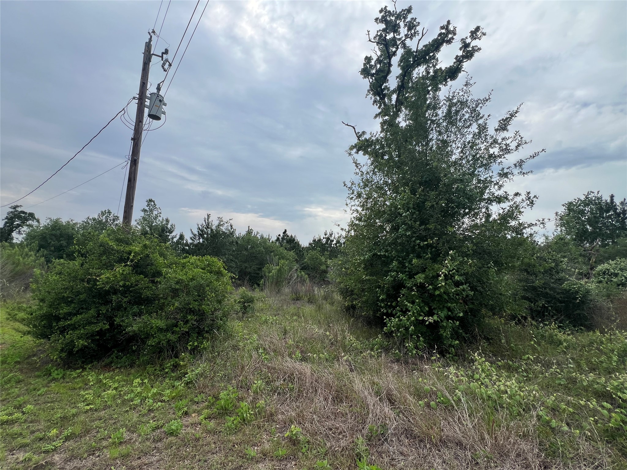 Tbd Blue Jay Road Bastrop, TX 78602 - Photo 5 of 9 Expansive undeveloped lot featuring diverse natural foliage and mature trees, with visible utility pole