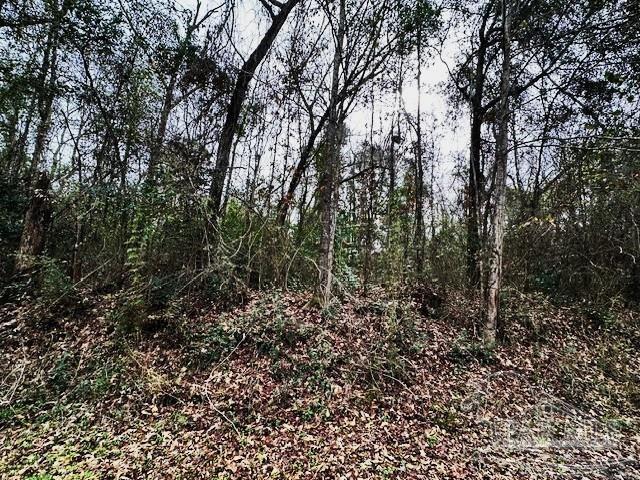 a view of a forest with trees