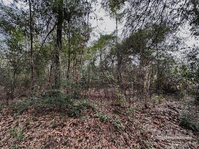 8 Blackmon Street Century, FL 32535 - Photo 3 of 5 a view of a large yard with lots of bushes