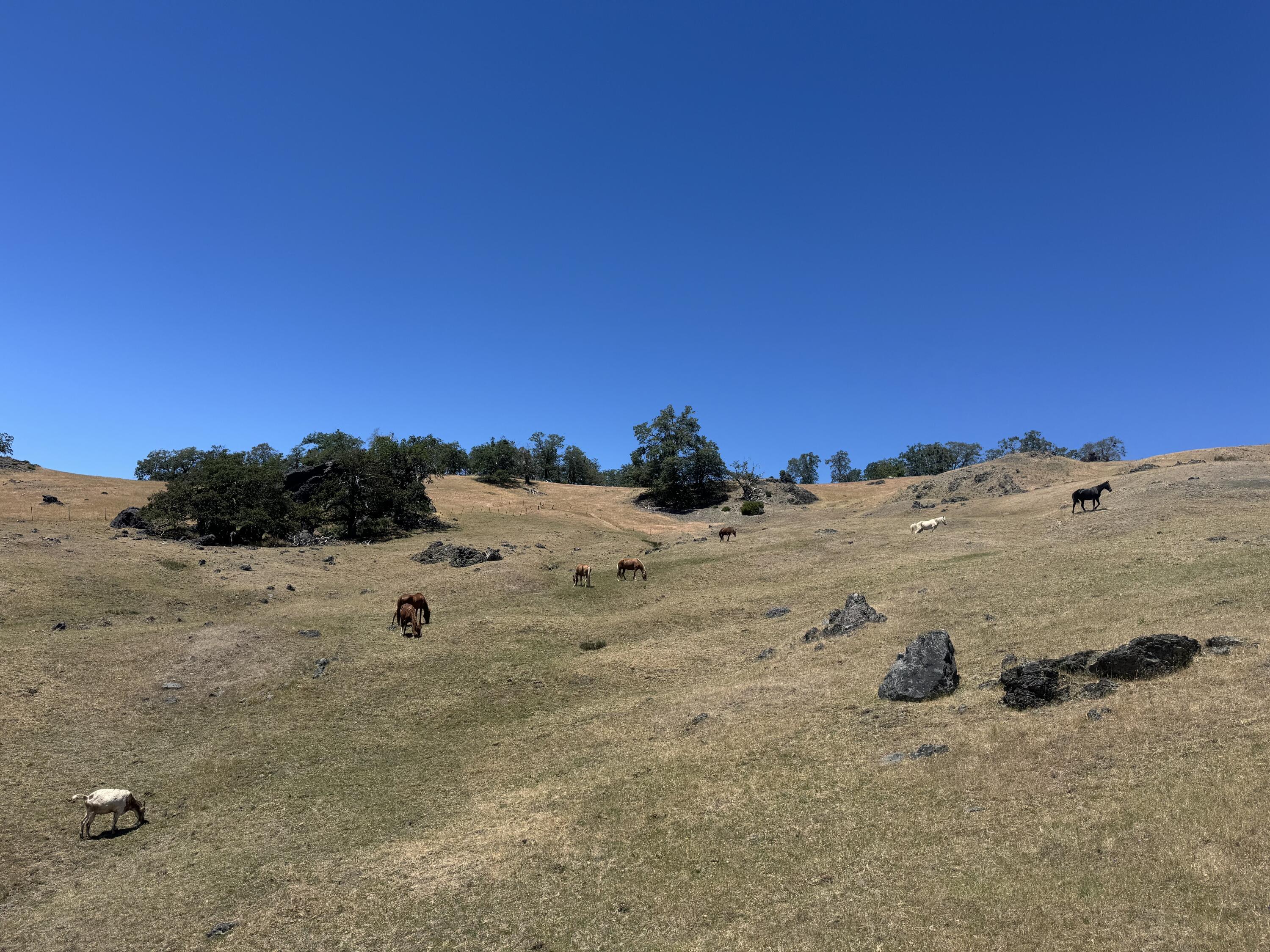12575 Buck Mountain Road Bridgeville, CA 95526 - Photo 23 of 30 Gallery Image 23