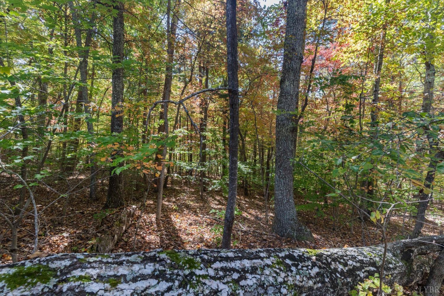 594 Viewmont Drive Evington, VA 24550 - Photo 37 of 43 a view of a forest