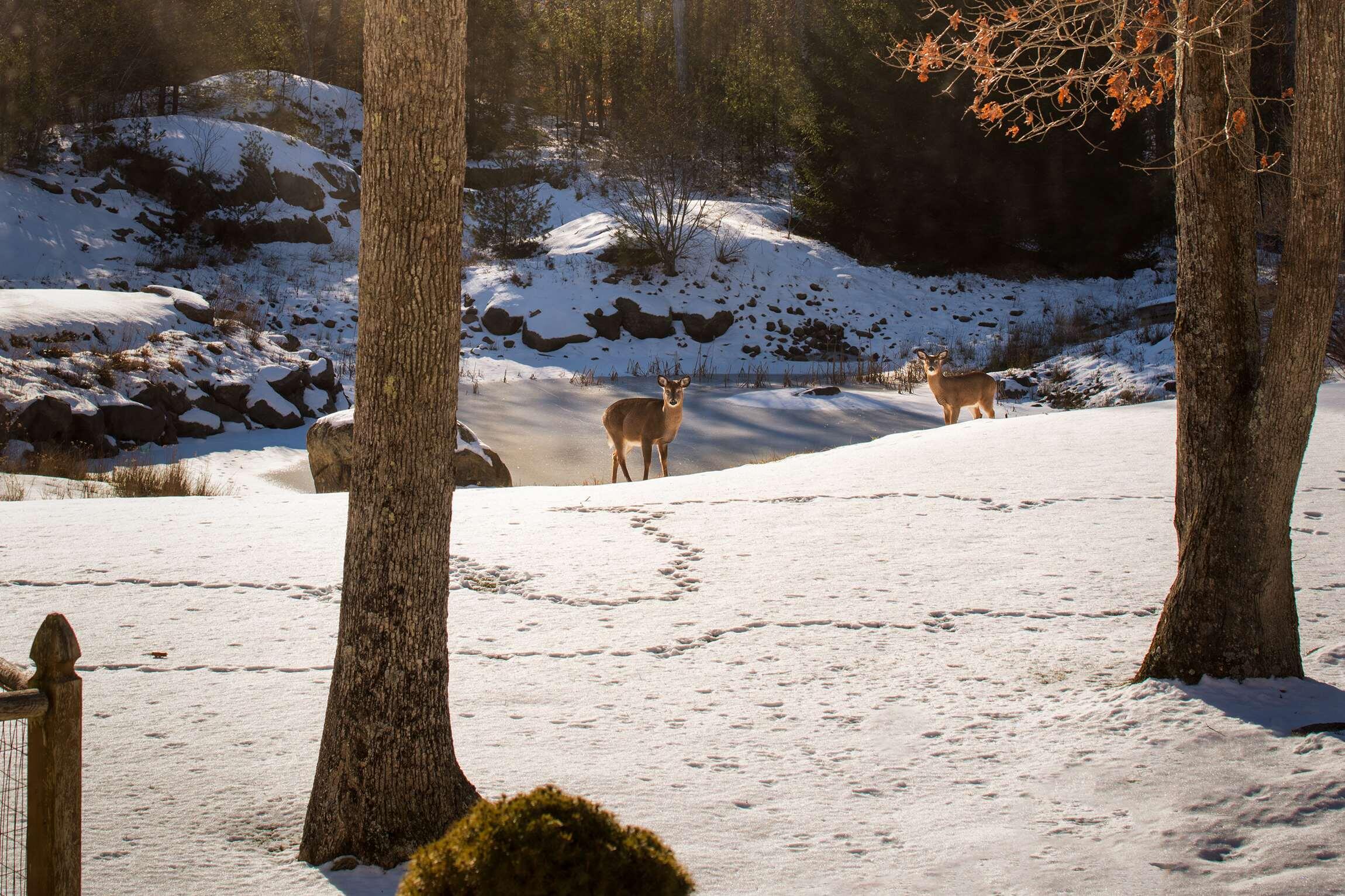 3 Rokonomo Way York, ME 03902 - Photo 36 of 41 31-Deer