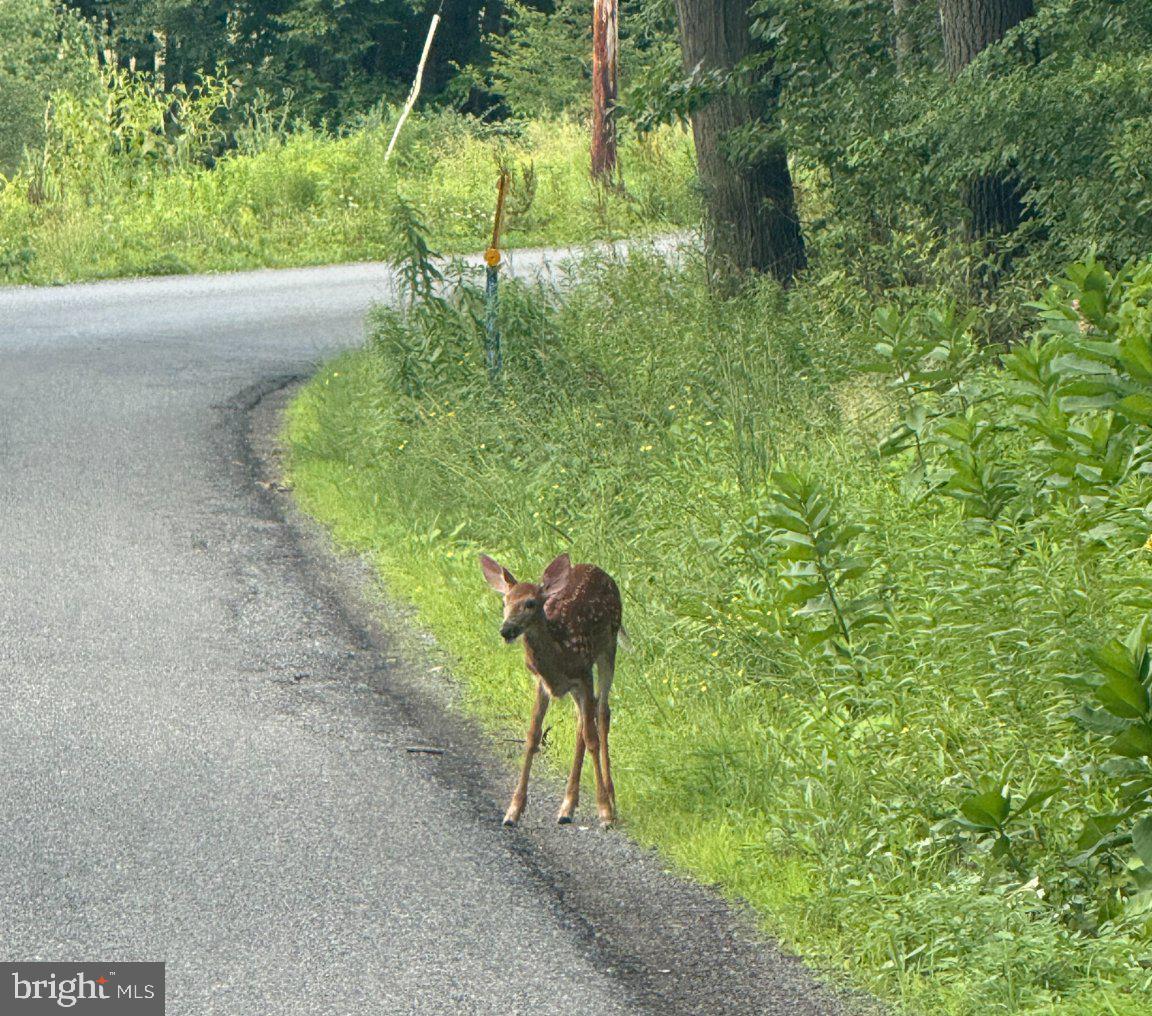 181 Dolphin Head Road Du Bois, PA 15801 - Photo 1 of 14 Fawn