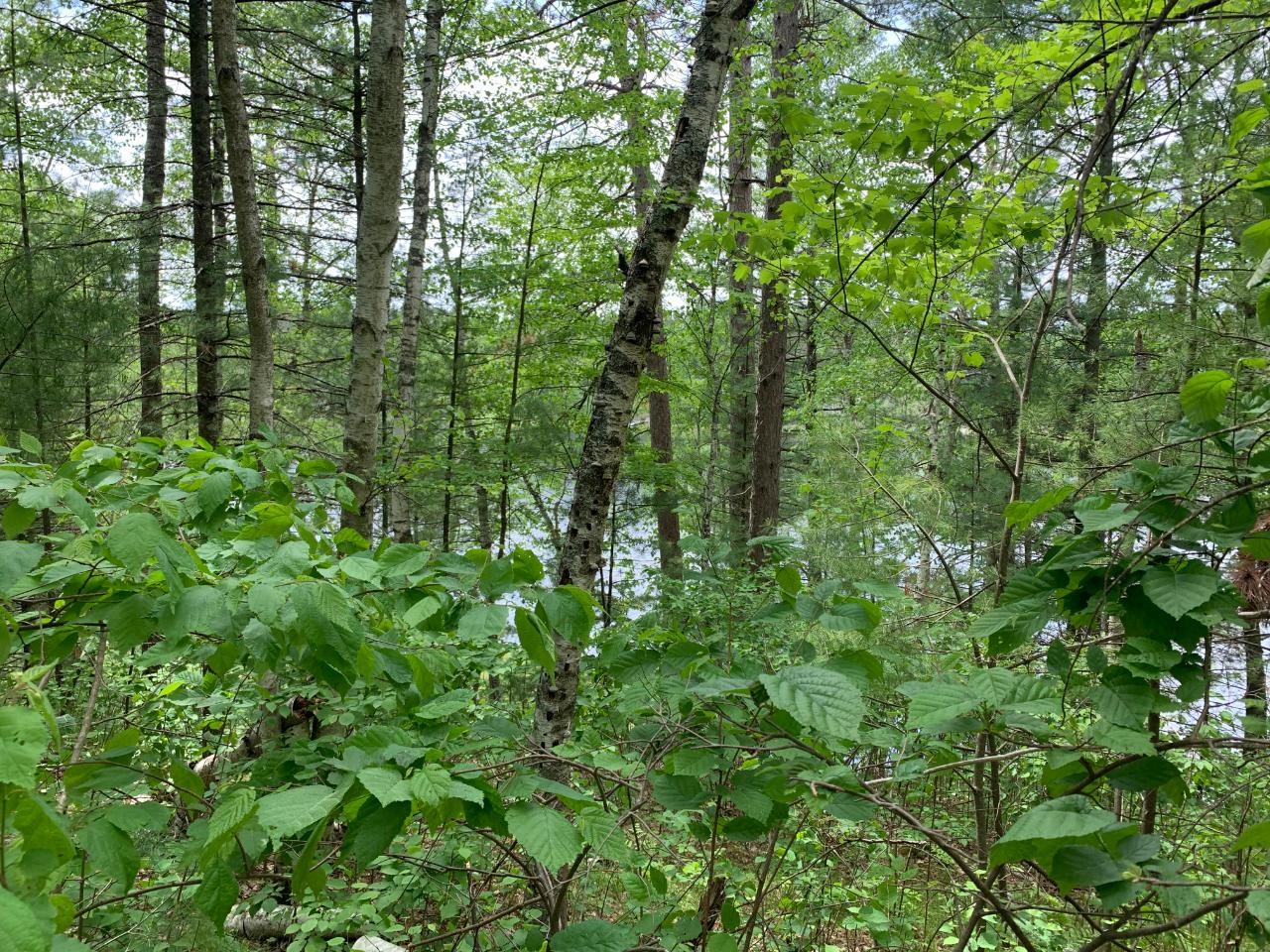 Lot 6 Somo Ridge Road Tomahawk, WI 54487 - Photo 1 of 11 Gallery Image 1