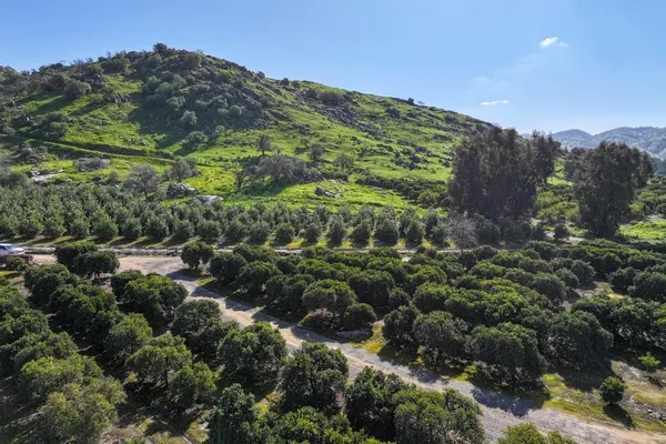 a view of a bunch of trees and bushes