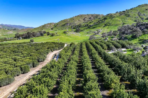 a view of a lush green forest with mountains in the background