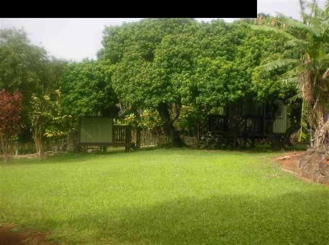 2377 Lilikoi Road Haiku, HI 96708 - Photo 20 of 30 a backyard of a house with plants and large trees