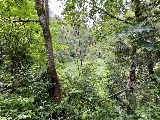 a view of a lush green forest
