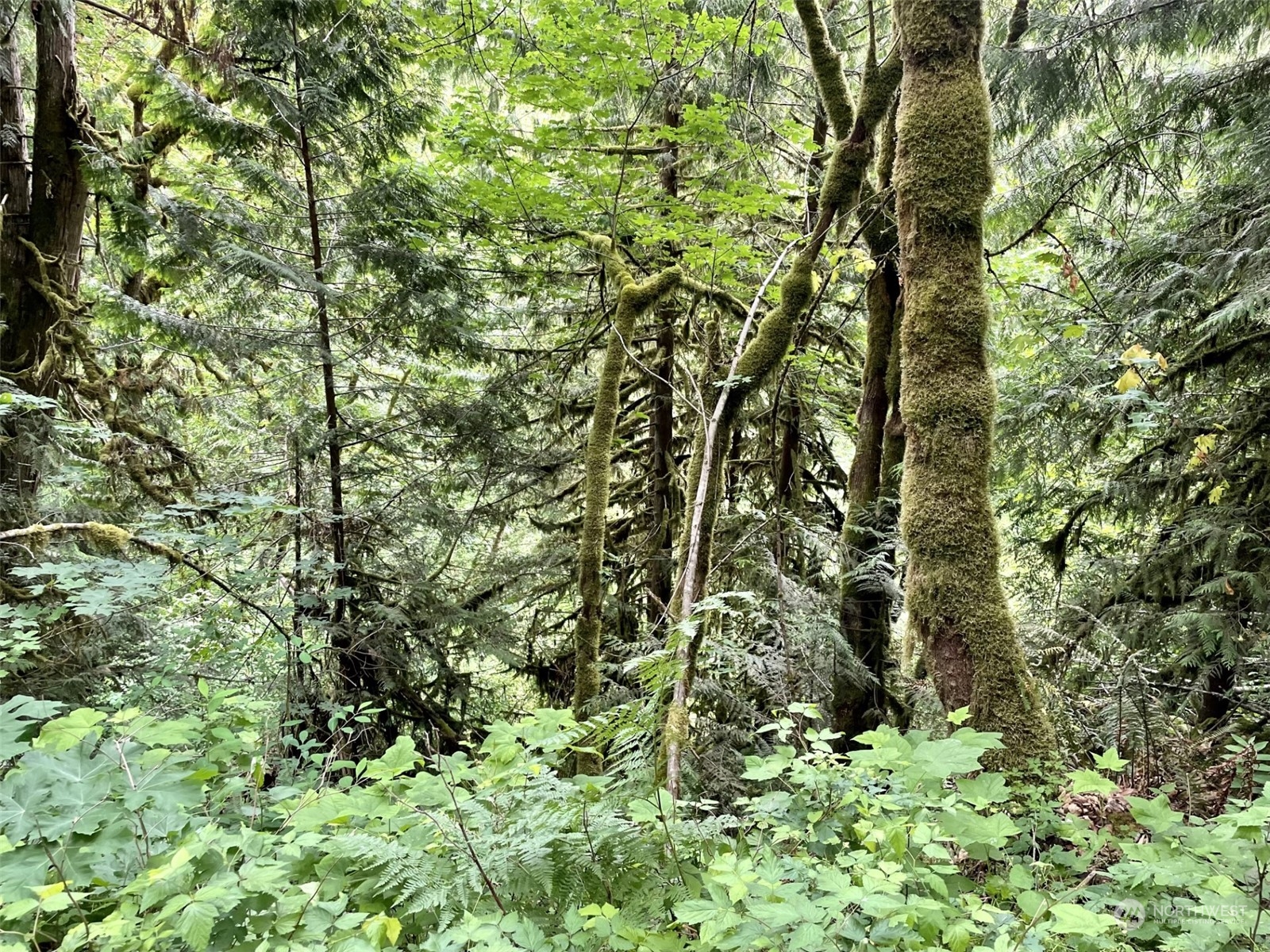 0 196th Avenue East Orting, WA 98360 - Photo 4 of 8 a view of a tree
