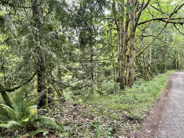 a view of a lush green forest next to a tree