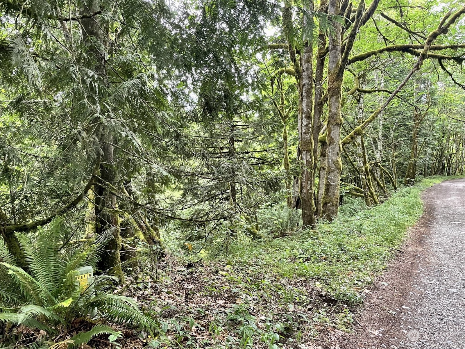 0 196th Avenue East Orting, WA 98360 - Photo 5 of 8 a view of a lush green forest next to a tree