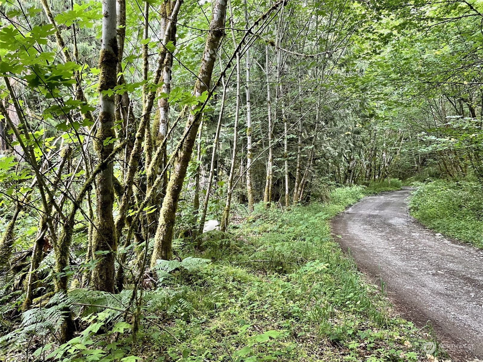 0 196th Avenue East Orting, WA 98360 - Photo 7 of 8 a backyard of a house with lots of green space