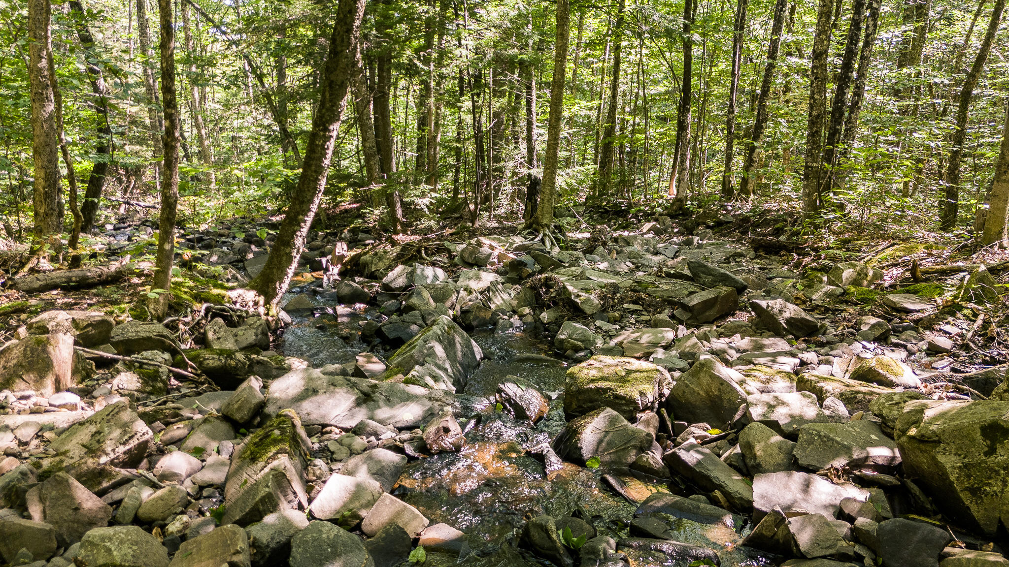 507 Mountain Road Abbot, ME 04406 - Photo 48 of 96 DJI_20240827120448_0686_D