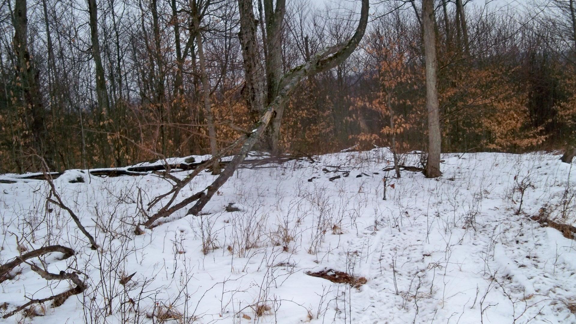 616 Rouse Pond Road Lopez, PA 18628 - Photo 34 of 49 100_7371
