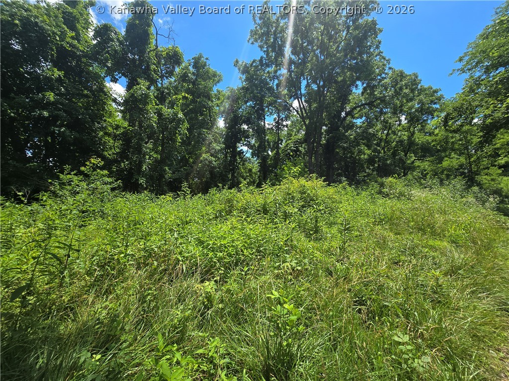 0 Peewee Hill Road Palestine, WV 26160 - Photo 4 of 8 Gallery Image 4