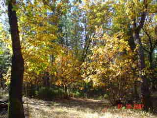 30389 Whitmore Road Whitmore, CA 96096 - Photo 1 of 6 Autumn trees