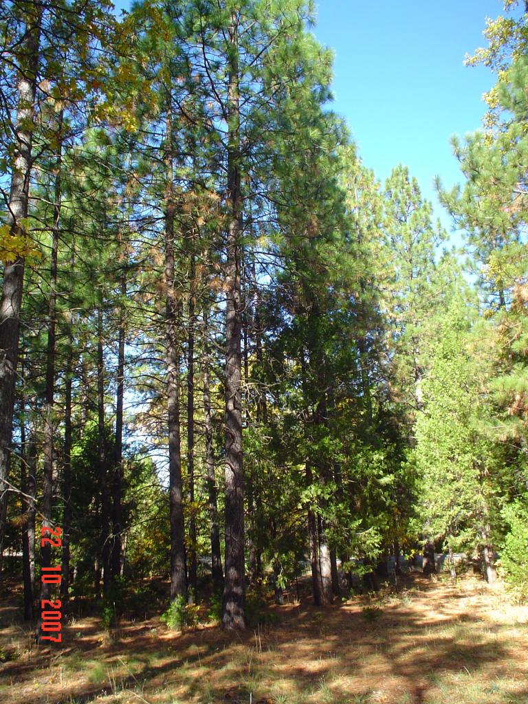 30389 Whitmore Road Whitmore, CA 96096 - Photo 3 of 6 tall trees