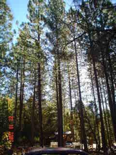 30389 Whitmore Road Whitmore, CA 96096 - Photo 4 of 6 More tall trees
