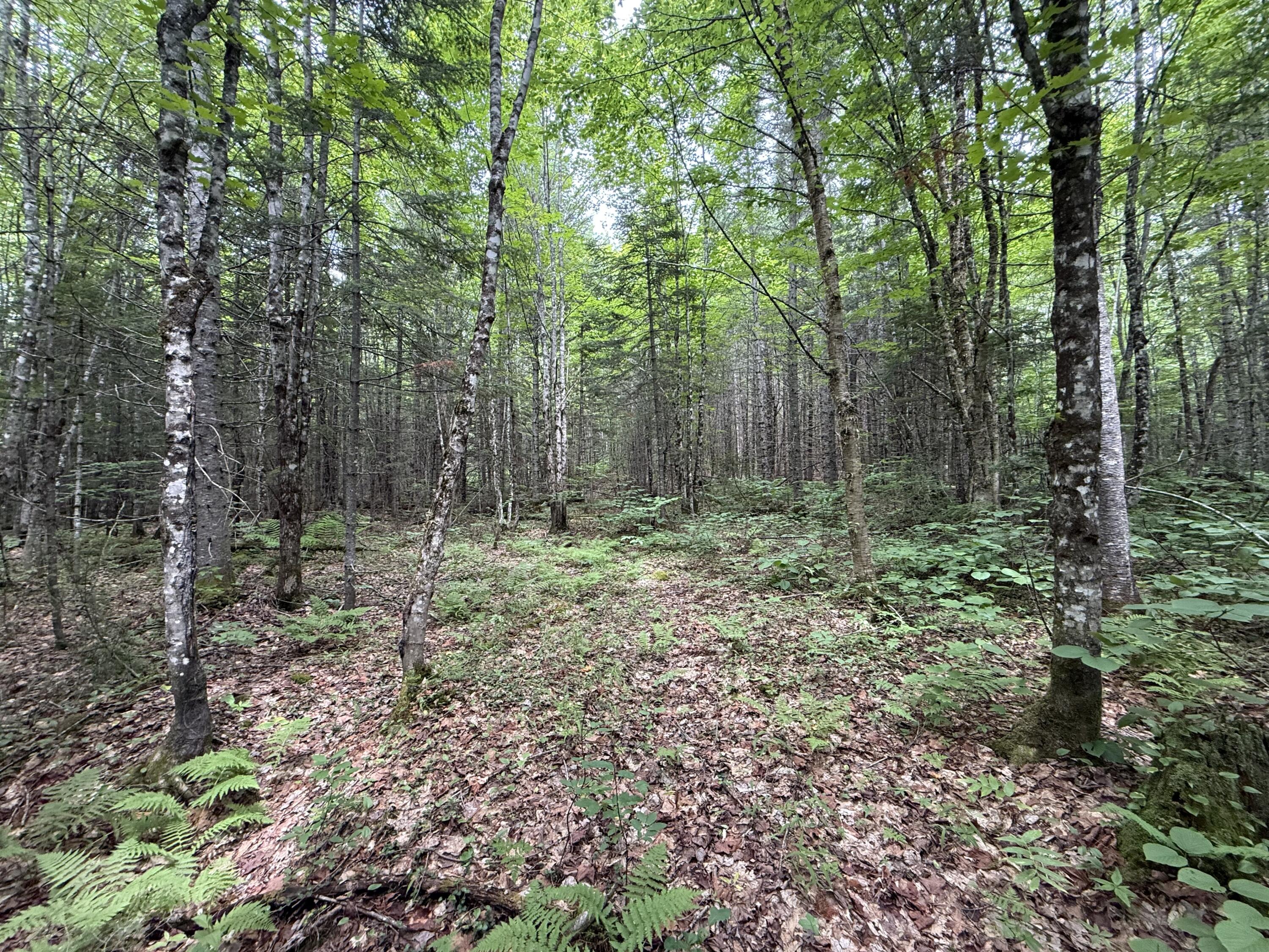 403 Ackley Pond Road Patten, ME 04765 - Photo 16 of 20 IMG_2364