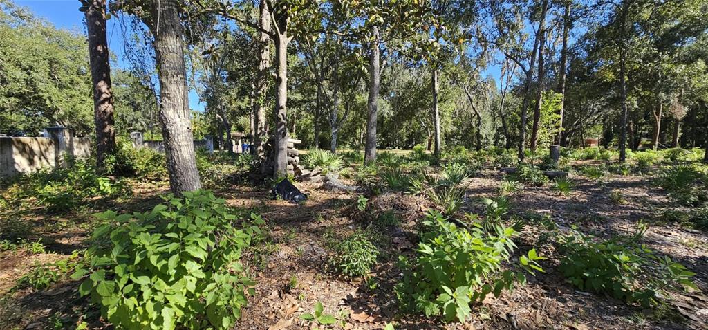 Piermaj Lane Lutz, FL 33549 - Photo 11 of 15 a view of forest