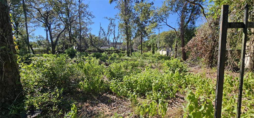 Piermaj Lane Lutz, FL 33549 - Photo 9 of 15 a view of a garden with plants and trees