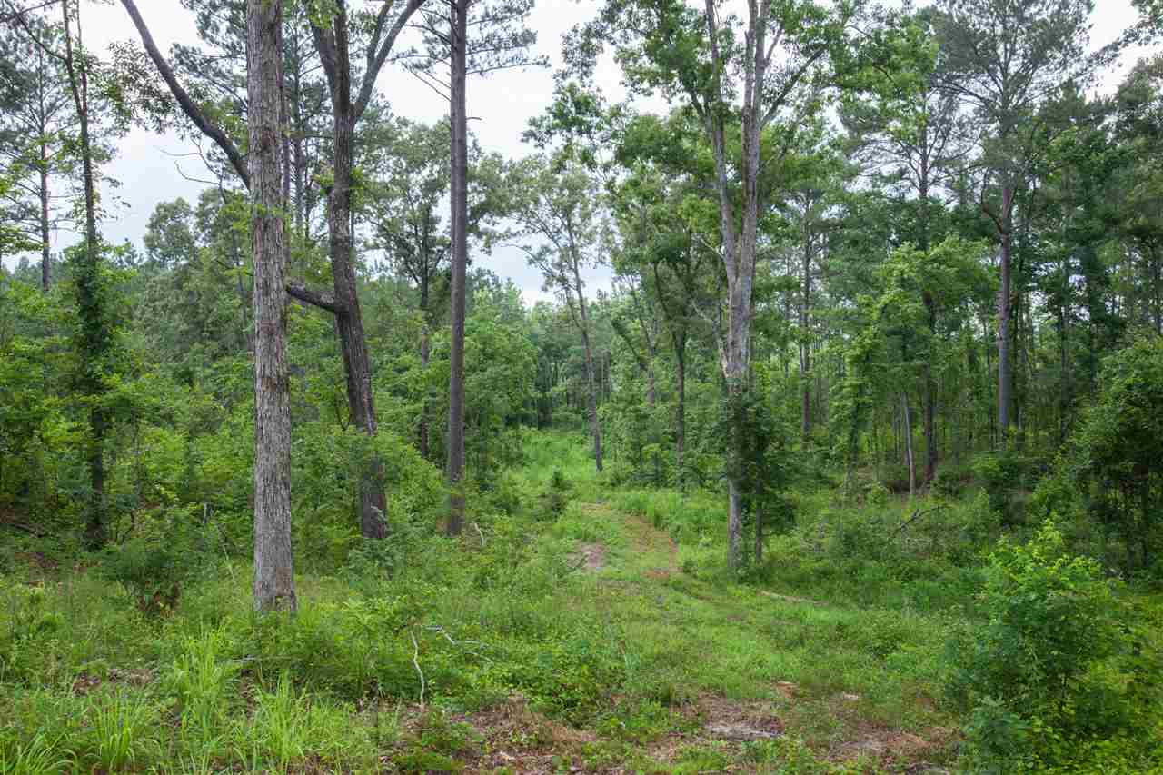 320 Mt Zion Road Camden, MS 39045 - Photo 11 of 42 Photo 11