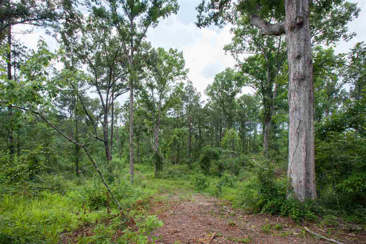 320 Mt Zion Road Camden, MS 39045 - Photo 13 of 42 Photo 13