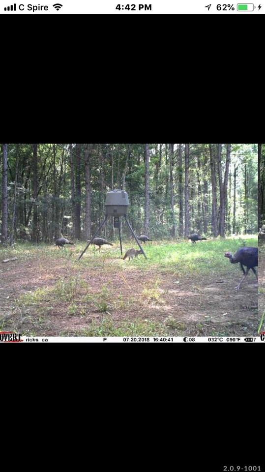 320 Mt Zion Road Camden, MS 39045 - Photo 34 of 42 Photo 34