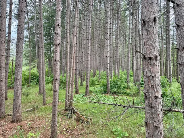 $59,900 | 20 St Sw Bull Moose Twp Mn 56474, Pine River, MN 56474