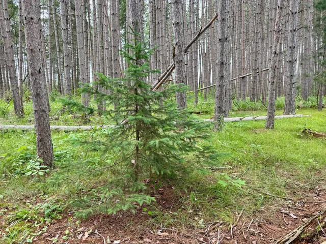 $59,900 | 20 St Sw Bull Moose Twp Mn 56474, Pine River, MN 56474