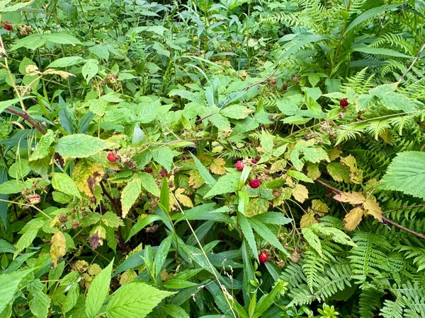 $59,900 | 20 St Sw Pine River, Pine River, MN 56474