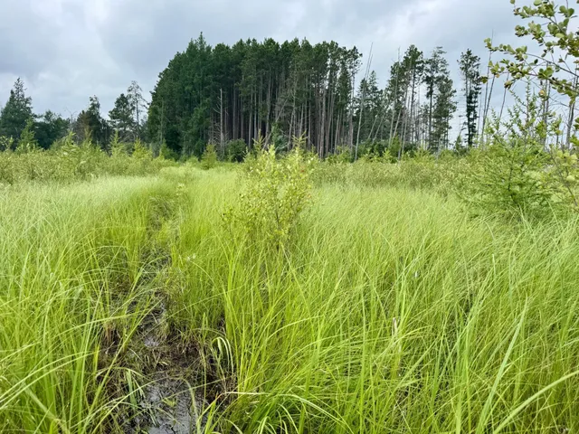 $59,900 | 20 St Sw Bull Moose Twp Mn 56474, Pine River, MN 56474