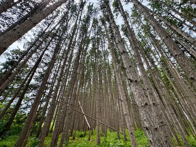 $59,900 | 20 St Sw Bull Moose Twp Mn 56474, Pine River, MN 56474