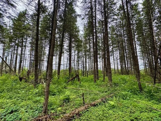 $59,900 | 20 St Sw Bull Moose Twp Mn 56474, Pine River, MN 56474