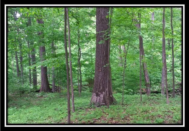 4517 Headleys Mill Road Southwest Pataskala, OH 43062 - Photo 4 of 10 Gallery Image 4